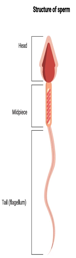 fig-cancer-sperm.webp