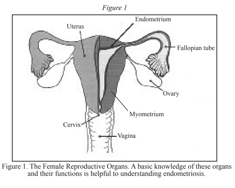 endometriosis_fig1.webp