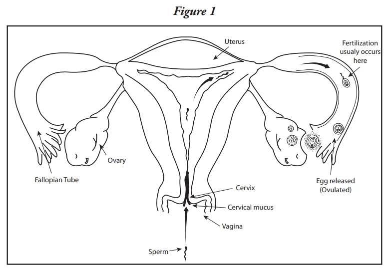 fig1-medications-for-inducing-ovulation.webp