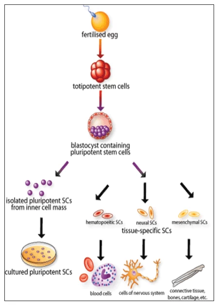 fig1-stem-cell-research.webp